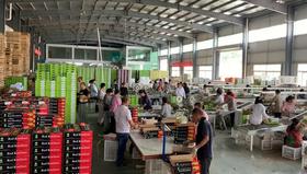 陕西周至猕猴桃加工车间