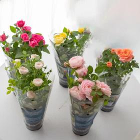【AN】玫瑰盆栽不同色两盆