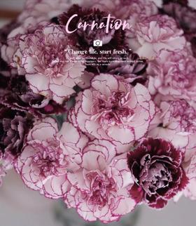 【AN】野马紫精灵康乃馨 复古高级