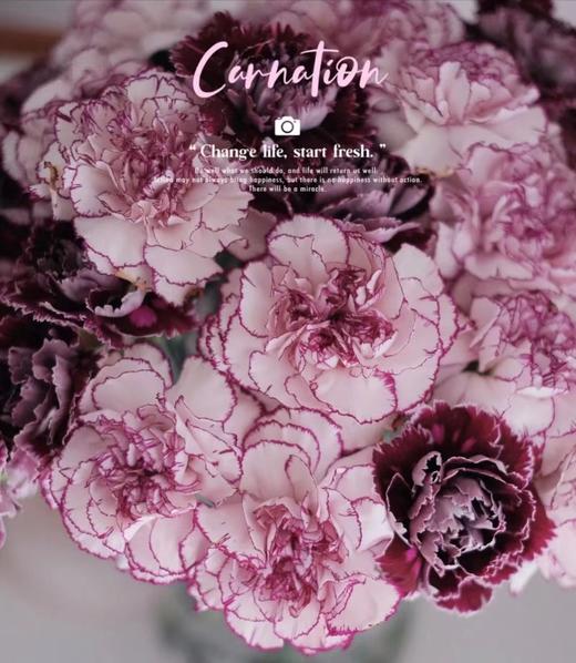 【AN】野马紫精灵康乃馨 复古高级 商品图0