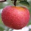 丑苹果6个/约1350g 商品缩略图5