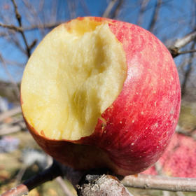 陕西洛川红富士 脆甜可口 新鲜美味