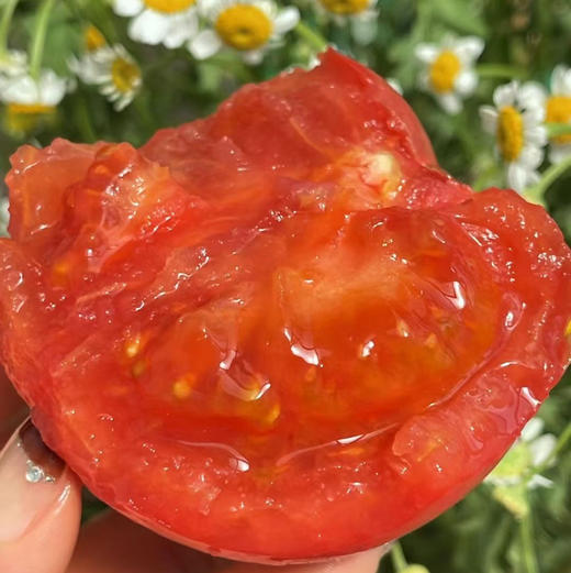 【新鲜普罗旺斯西红柿🍅】经典中的经典，自然熟🌿，皮薄沙瓤😋，番茄味儿浓郁，水分多💦，沙沙糯糯，低卡减肥果。 商品图4