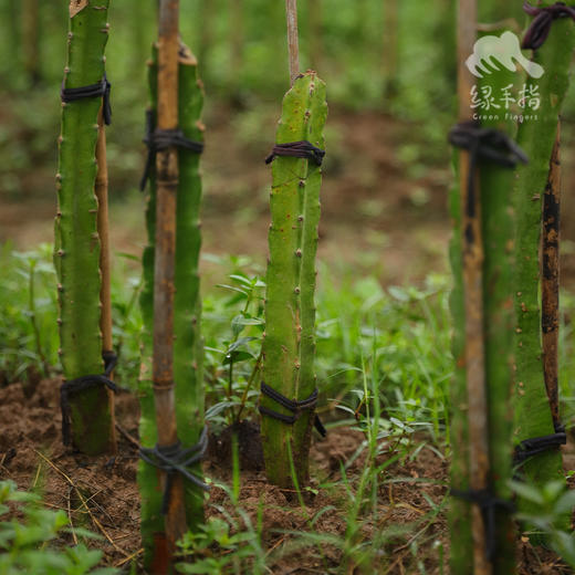 生态火龙果枝条（包邮）| 绿家自产*Eco- branches of Pitaya | Self-production 商品图0