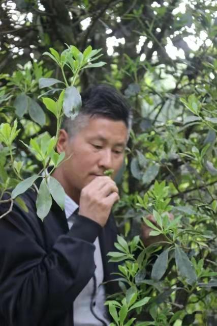 野生八角 商品图5