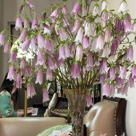 紫斑风铃鲜花10支