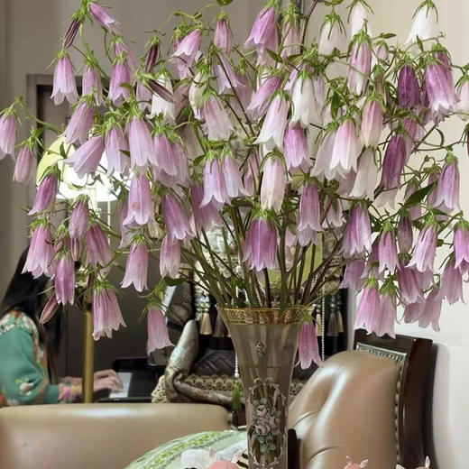 紫斑风铃鲜花10支 商品图0