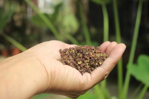 野生红花椒/  野村长 商品图1