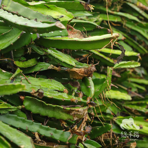 生态火龙果枝条（包邮）| 绿家自产*Eco- branches of Pitaya | Self-production 商品图2