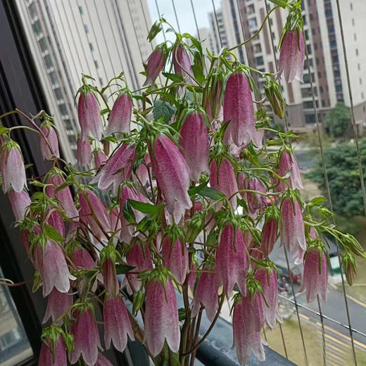 紫斑风铃鲜花10支 商品图3