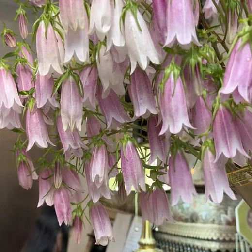 紫斑风铃鲜花10支 商品图2