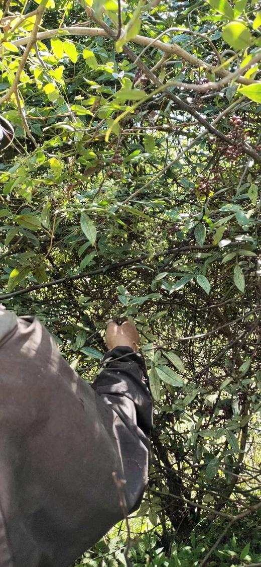 野生红花椒/  野村长 商品图2