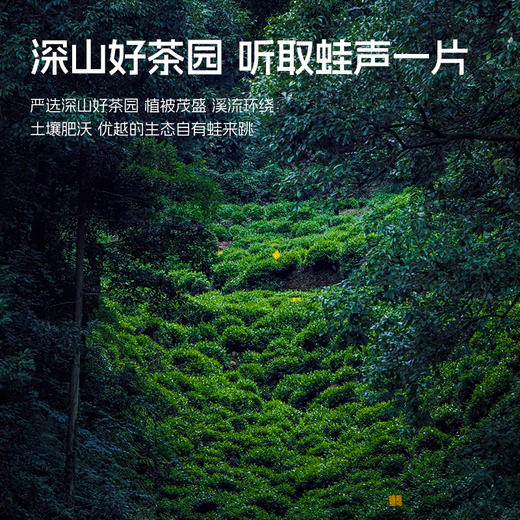 【2026新茶预售】卢正浩蛙来跳浓香口粮茶新茶雨前龙井茶叶自己喝绿茶200g 商品图7