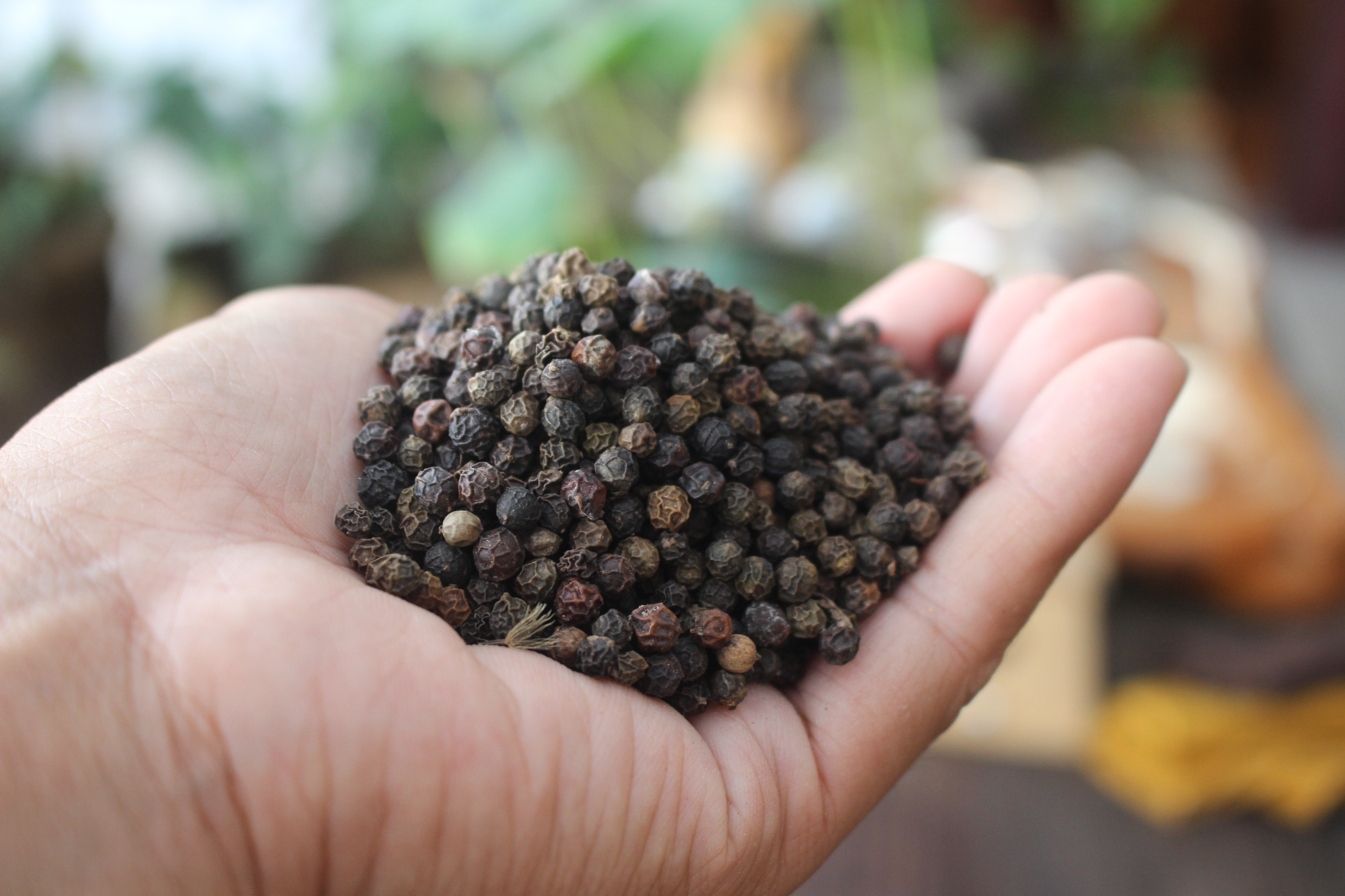 野生黑胡椒粒/云南原始深山，野生胡椒粒，天然阳光晒干