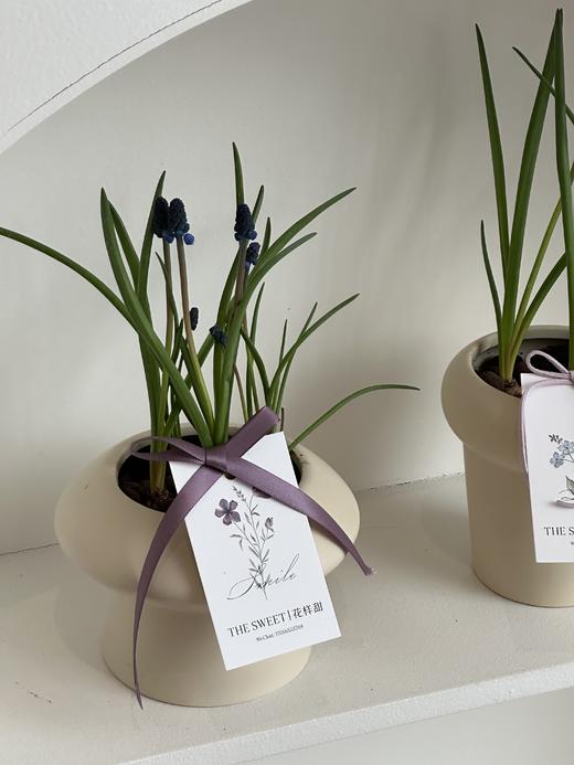  葡萄风信子盆栽（每盆形态不同，介意慎拍） 商品图1