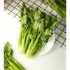 云南高原~水果芹菜，高原有机肥种植！
叶柄娇嫩壮硕、清香、无筋无丝、脆爽爆汁!
炒菜、生食、榨汁
植株高度只有25厘米左右，汁水丰盈，脆嫩多汁，清香爽口，风味十足！350克/袋，一组两袋 商品缩略图1