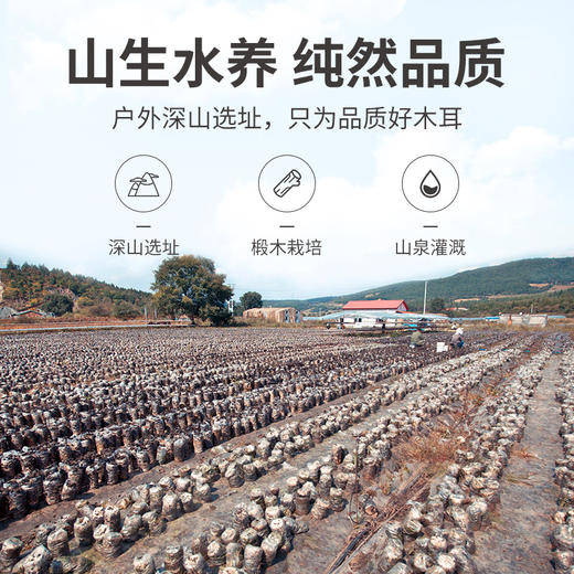 耳片黑木耳180g/瓶装 商品图7