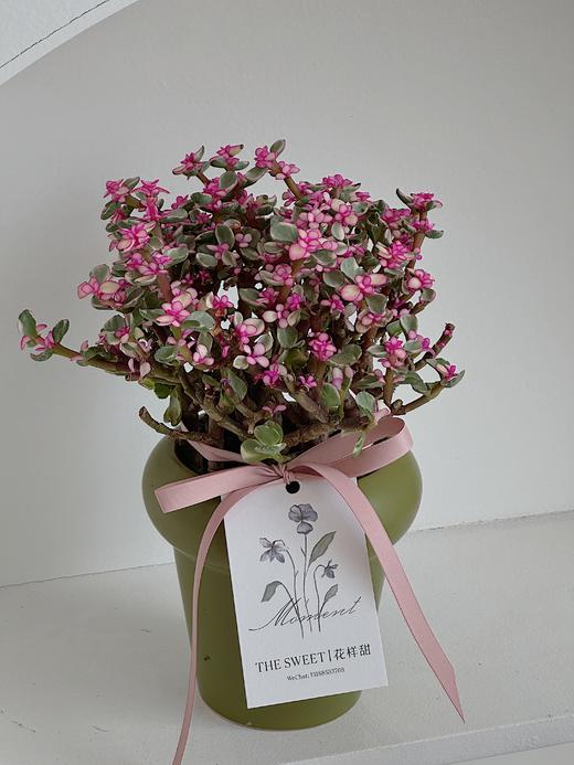 多肉亚乐盆栽（每盆形态不同，介意慎拍） 商品图1