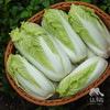 生态娃娃菜 | 绿家自产* Organic baby cabbage | Self-production 商品缩略图0