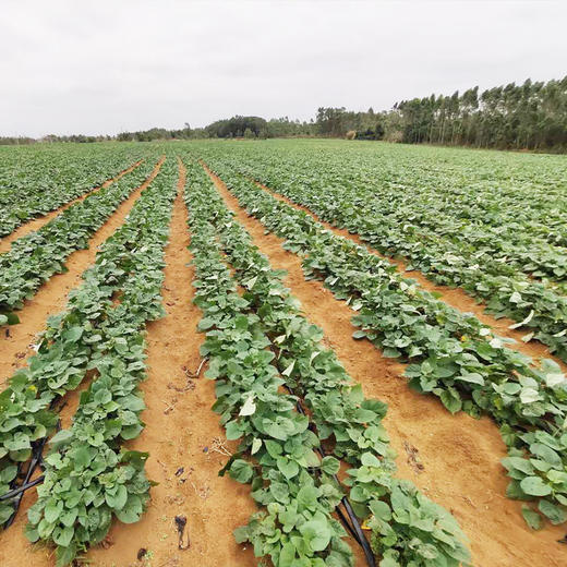 海南富硒【小番薯】沙土种植，新鲜采挖！糯！香！甜！皮薄如纸，粉糯香甜，自然生长！无农药化肥 商品图6
