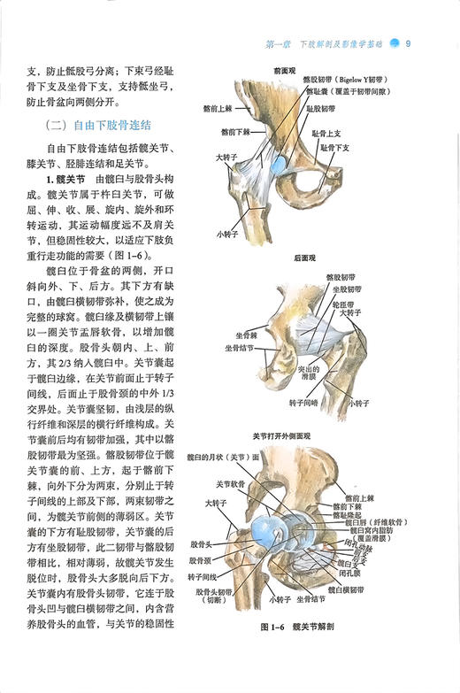 下肢骨伤疾病诊疗学 杨凤云 王力 全国中医药行业高等教育十四五创新教材 供中医骨伤科学等专业用 中国中医药出版社9787513286312 商品图3