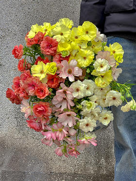 精品花材蝴蝶洋牡丹多色选择