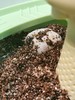 科学罐头乌龟孵化成长舱 商品缩略图4