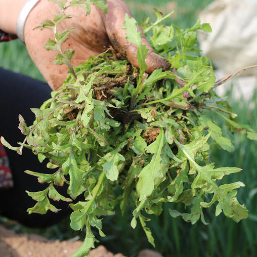 【包邮】农家荠菜馅  优选荠菜  急冻锁鲜  味道鲜美  2斤/3斤   商品图4