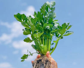 云南高原~水果芹菜，高原有机肥种植！
叶柄娇嫩壮硕、清香、无筋无丝、脆爽爆汁!
炒菜、生食、榨汁
植株高度只有25厘米左右，汁水丰盈，脆嫩多汁，清香爽口，风味十足！350克/袋，一组两袋