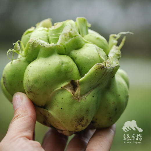 生态榨菜头/青菜头 | 绿家自产*Eco-crassicaulis mustard | Self-production 商品图0