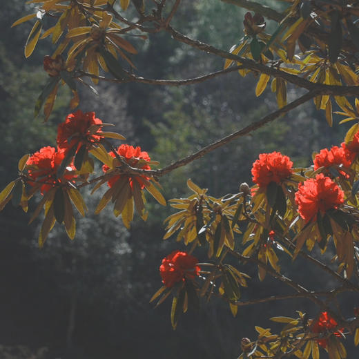 成人徒步 | 3.14周六寻甸彝戈山徒步赏花，闯入马缨杜鹃花海，一山坡又一山坡的马缨花海，漫步草原与森林，登高望远！ 商品图7
