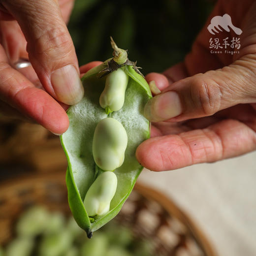 生态蚕豆（带夹） | 合作生产*  Ecological belt with broad beans  | Partner Production 商品图4