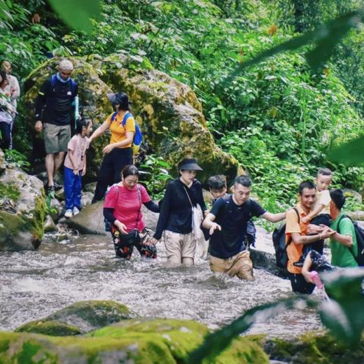 【西双版纳国庆】亚洲象保育，探秘北纬21°原始热带雨林，领略动植物自然人文奇迹，4岁起报！ 商品图2