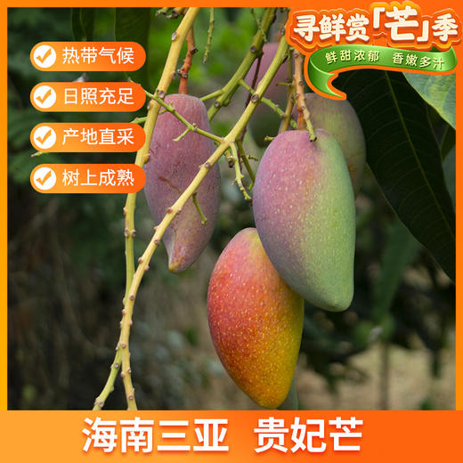 【新鲜上市 现摘现发】海南三亚树上熟贵妃芒 5斤礼盒装 ZB 商品图1