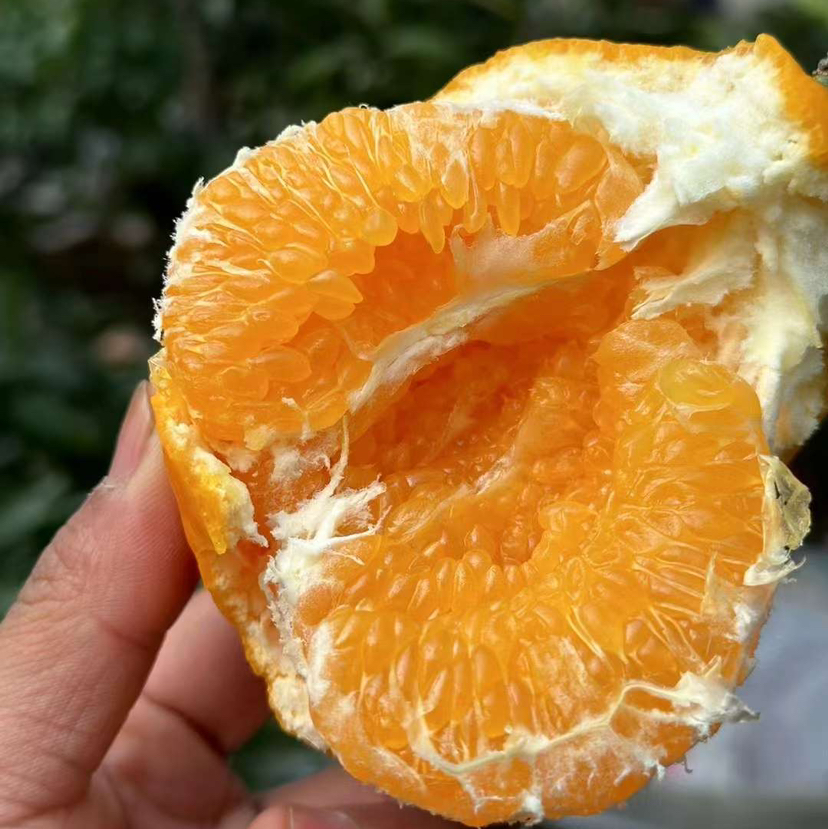 晓橘春见耙耙柑顺丰京东快递包邮下单从四川发货