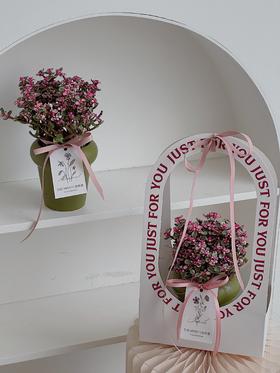 多肉亚乐盆栽（每盆形态不同，介意慎拍）