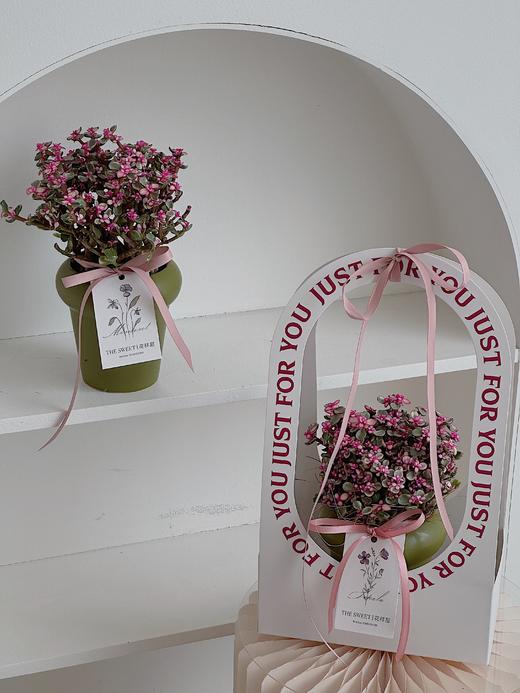 多肉亚乐盆栽（每盆形态不同，介意慎拍） 商品图0