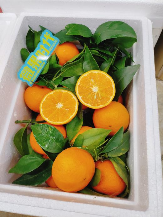 利氏明日见沃柑一箱 商品图3