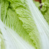 生态娃娃菜 | 绿家自产* Organic baby cabbage | Self-production 商品缩略图1