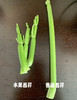 云南高原~水果芹菜，高原有机肥种植！
叶柄娇嫩壮硕、清香、无筋无丝、脆爽爆汁!
炒菜、生食、榨汁
植株高度只有25厘米左右，汁水丰盈，脆嫩多汁，清香爽口，风味十足！350克/袋，一组两袋 商品缩略图3