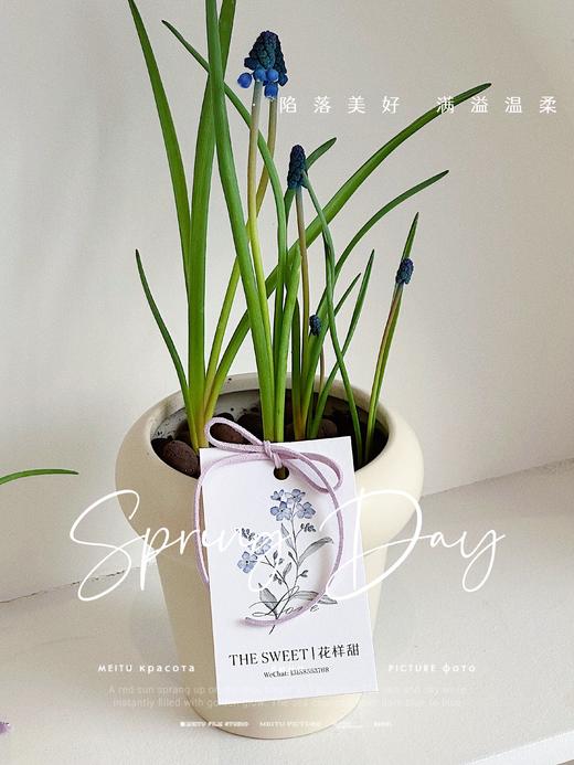  葡萄风信子盆栽（每盆形态不同，介意慎拍） 商品图2