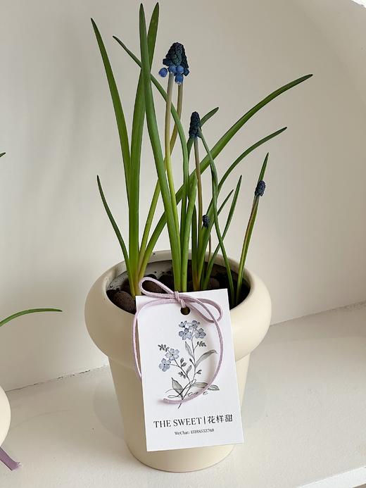  葡萄风信子盆栽（每盆形态不同，介意慎拍） 商品图3