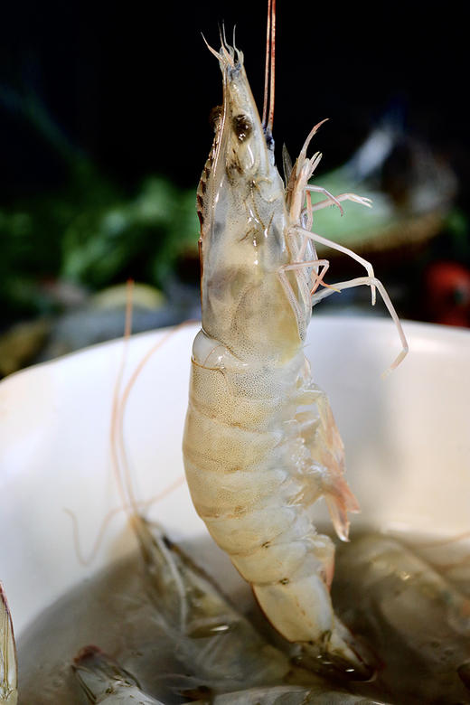 厄瓜多尔进口大虾鲜活速冻南美盐冻虾 商品图3