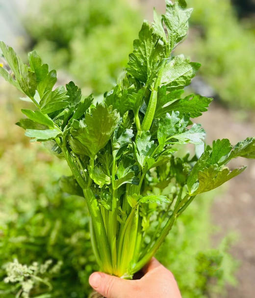 云南高原~水果芹菜，高原有机肥种植！
叶柄娇嫩壮硕、清香、无筋无丝、脆爽爆汁!
炒菜、生食、榨汁
植株高度只有25厘米左右，汁水丰盈，脆嫩多汁，清香爽口，风味十足！350克/袋，一组两袋 商品图4
