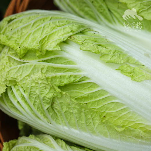 生态娃娃菜 | 绿家自产* Organic baby cabbage | Self-production 商品图3