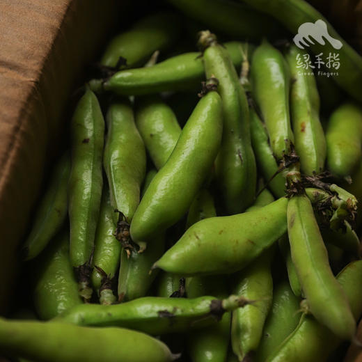 生态蚕豆（带夹） | 合作生产*  Ecological belt with broad beans  | Partner Production 商品图0