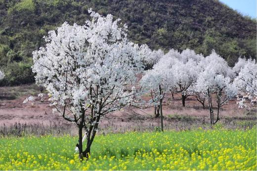 户外@【连州花开】广东梨花+连州地下河+邂逅桃花林2天 商品图0