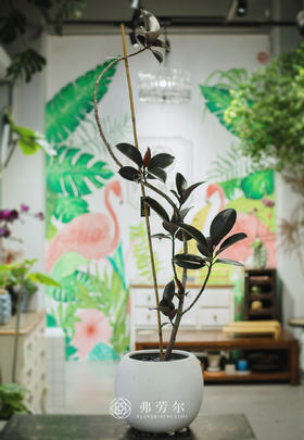 JT白圆球盆-黑金刚