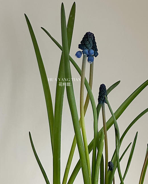 葡萄风信子盆栽（每盆形态不同，介意慎拍） 商品图4