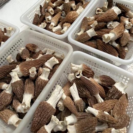 云南丽江玉龙鲁甸新鲜羊肚菌 吃素却比吃肉还过瘾 来自2000多米生态高原 商品图2